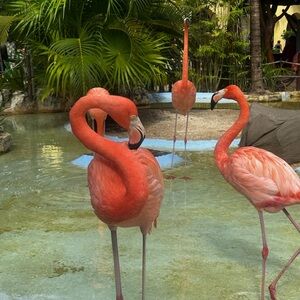 Meet your Posher, Soma